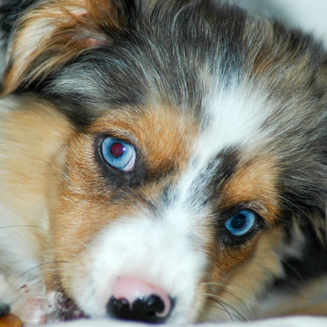 portrait of the face of an American Shepherd Miniature
