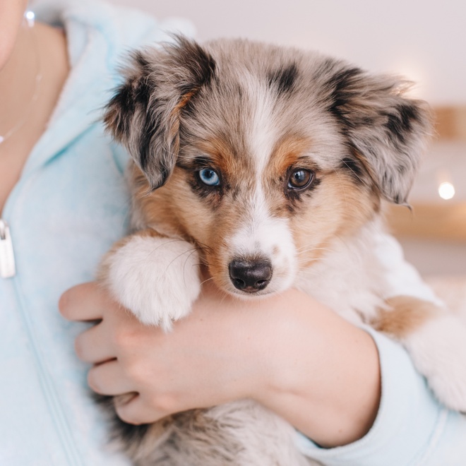 a Miniature American Shepherd in his owner's arms