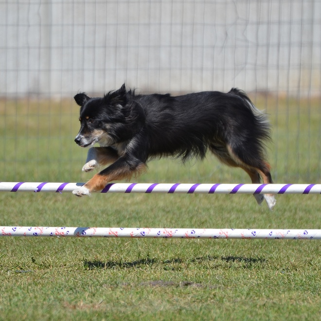 a Miniature American Shepherd jumping over a fence during a show