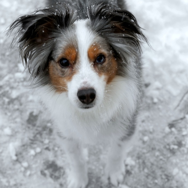 a miniature American shepherd that raises its head
