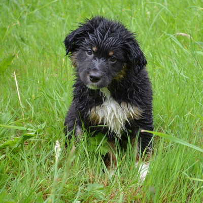 a miniature American shepherd standing in the grass