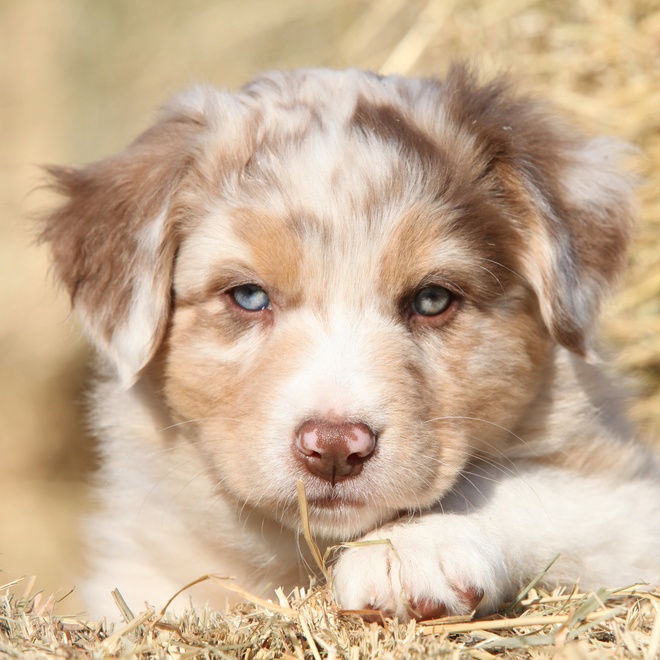 Portrait of a Miniature American Shepherd Puppy