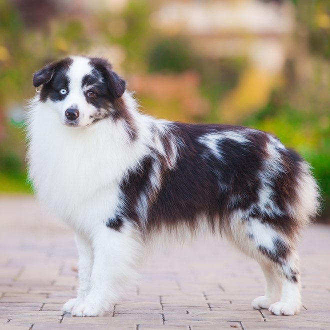 a Miniature American Shepherd standing upright