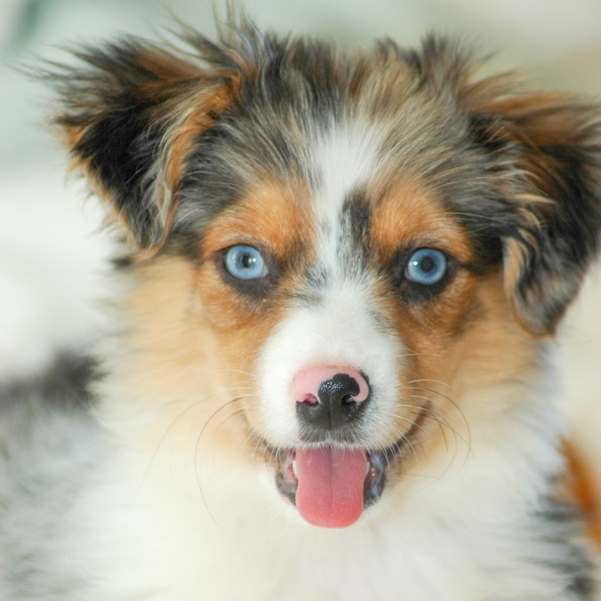 portrait of a miniature American Shepherd with a spotted nose