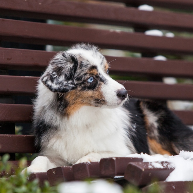 a miniature american shepherd on a snow bank