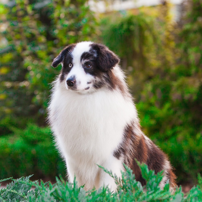 a Miniature American Shepherd standing majestically on the grass