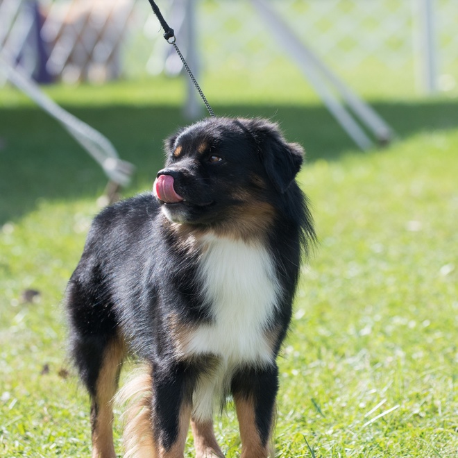a miniature American shepherd on a lead in the grass