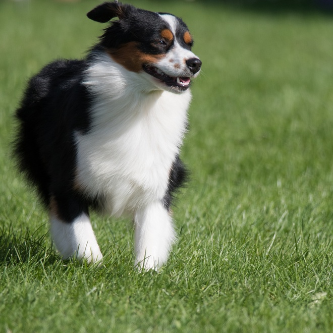 a Miniature American Shepherd running through the grass