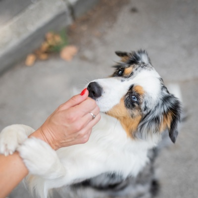 a Miniature American Shepherd clinging to his owner's arm and touching his nose