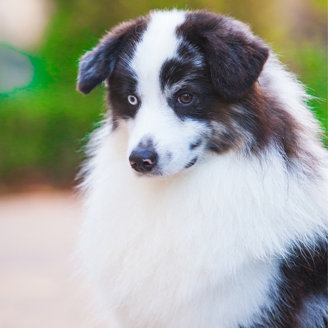 portrait of a miniature American Shepherd