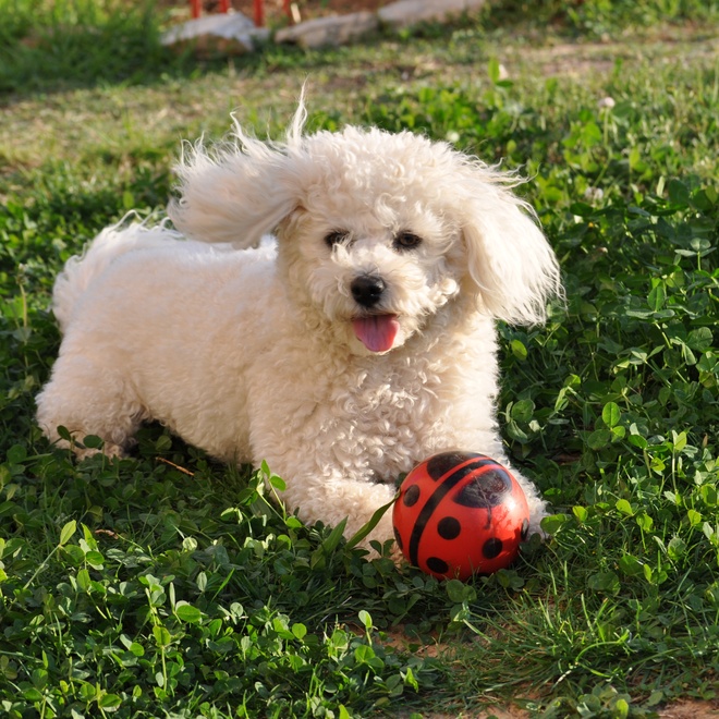 a Bolognese running through the grass with a ball