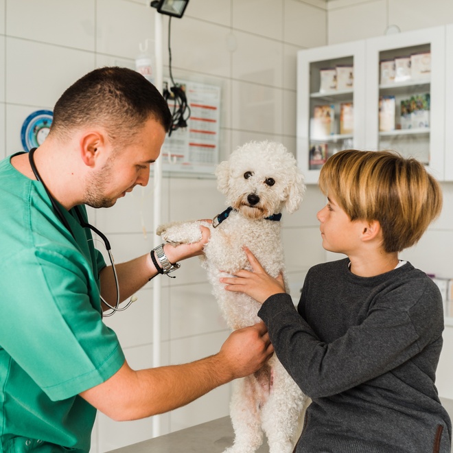 a bolognese dog at the vet