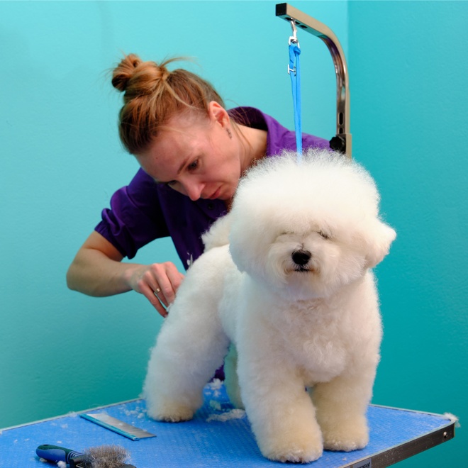 a Bolognese at the groomer's