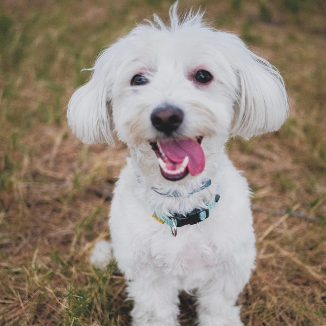 a Bolognese sitting on the grass, happily sticking out its tongue