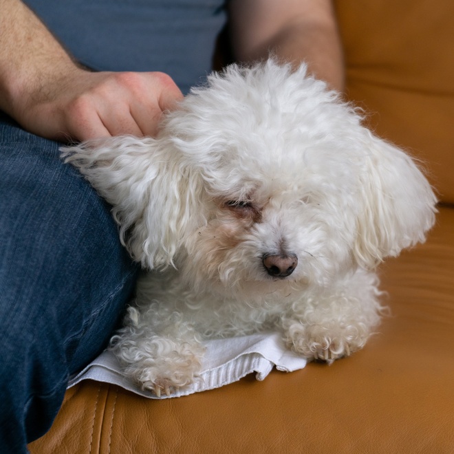 a Bolognese sitting next to its owner on the sofa