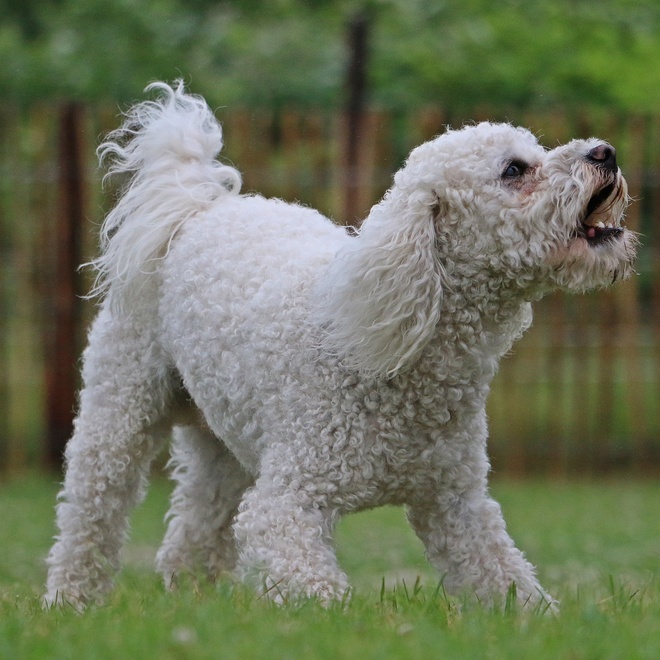 a barking Bolognese
