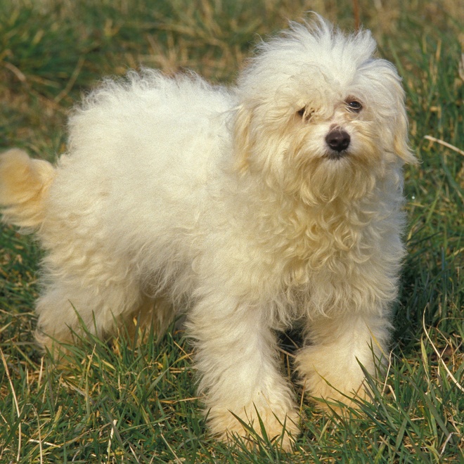a long-haired Bolognese in the grass