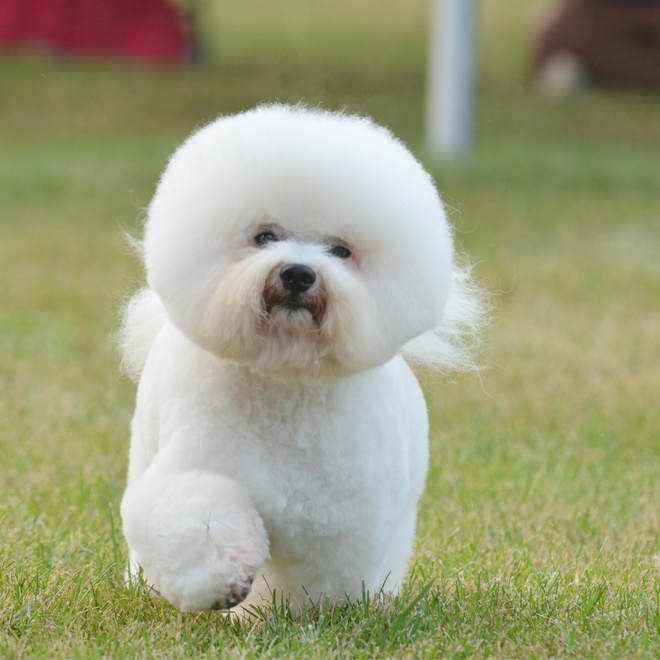 a Bolognese walking on the grass