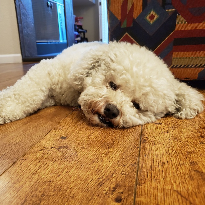 a Bolognese with its head on the ground