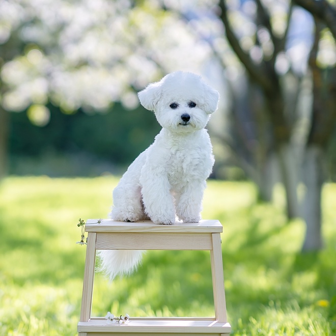 a Bolognese sitting on a small stool in a garden