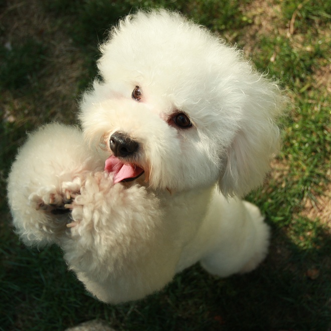 an adorable-looking Bolognese on two hind legs