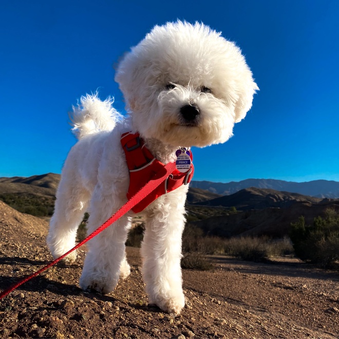 a Bolognese on a lead in the mountains