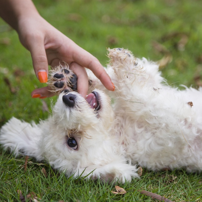 a Bolognese lying on its back in the grass, nibbling its owner's finger