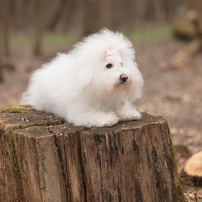 un bichon havanais posée sur un tronc d'arbre en forêt