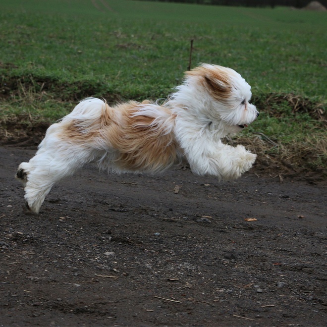 un bichon havanais qui court