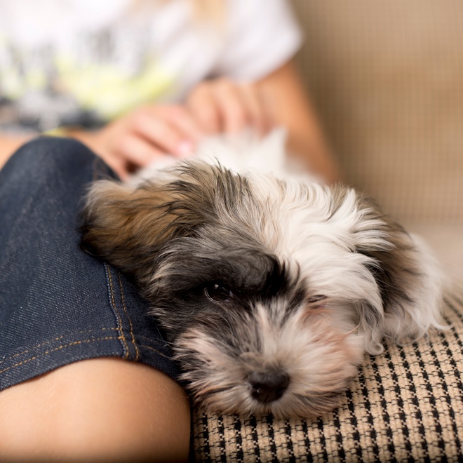 un bichon havanais posé près des jambes de son/sa propriétaire