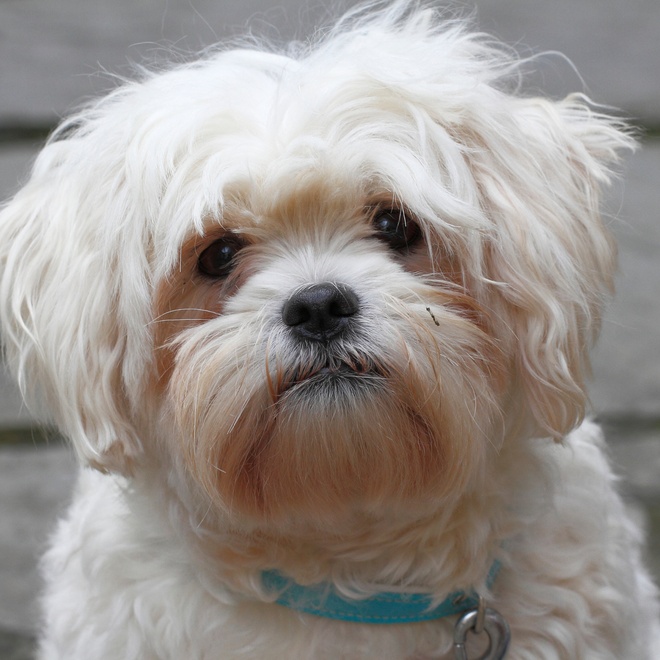 portrtait d'un bichon havanais