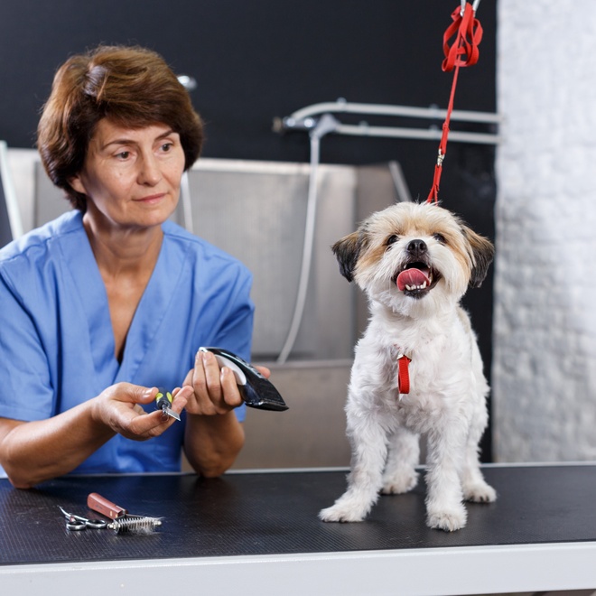 un bichon havanais chez une toiletteuse