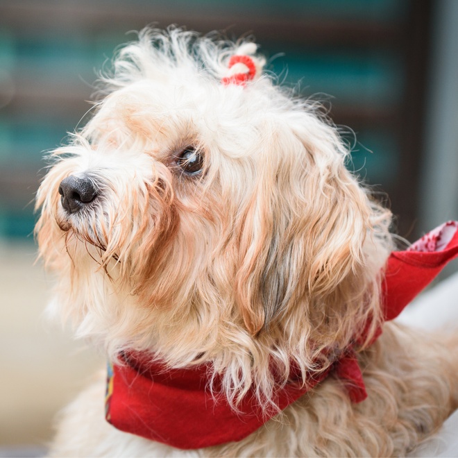 un bichon havanais qui tend la tête vers un endroit spécifique