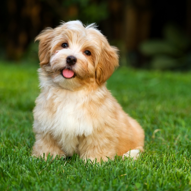 un bichon havanais posé dans l'herbe