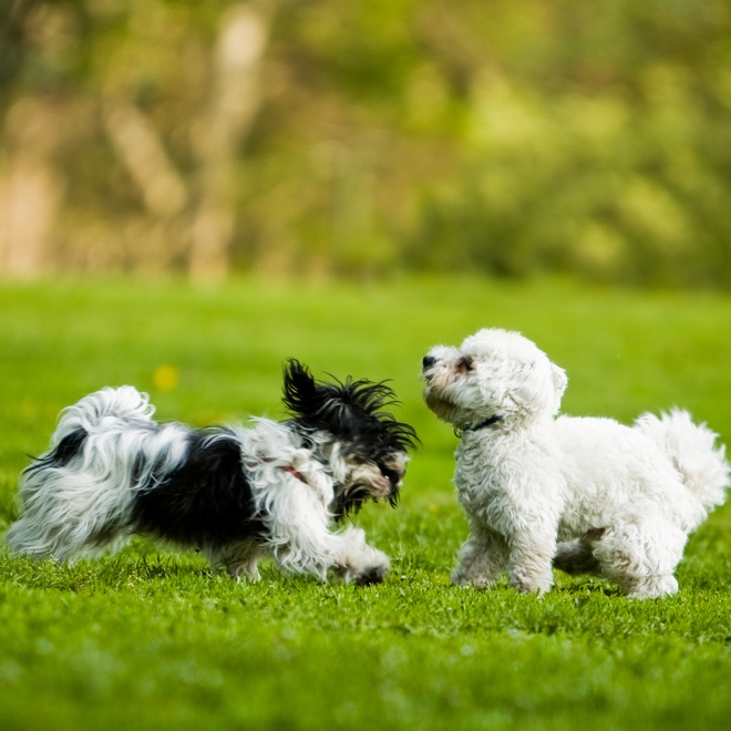 un bichon havanais qui court dans l'herbe avec un autre chien