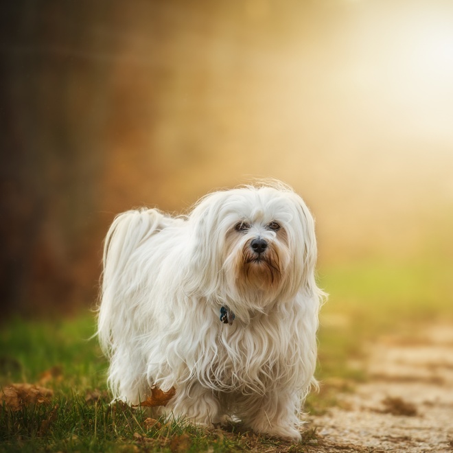 un bichon havanais aux poils longs dans la forêt