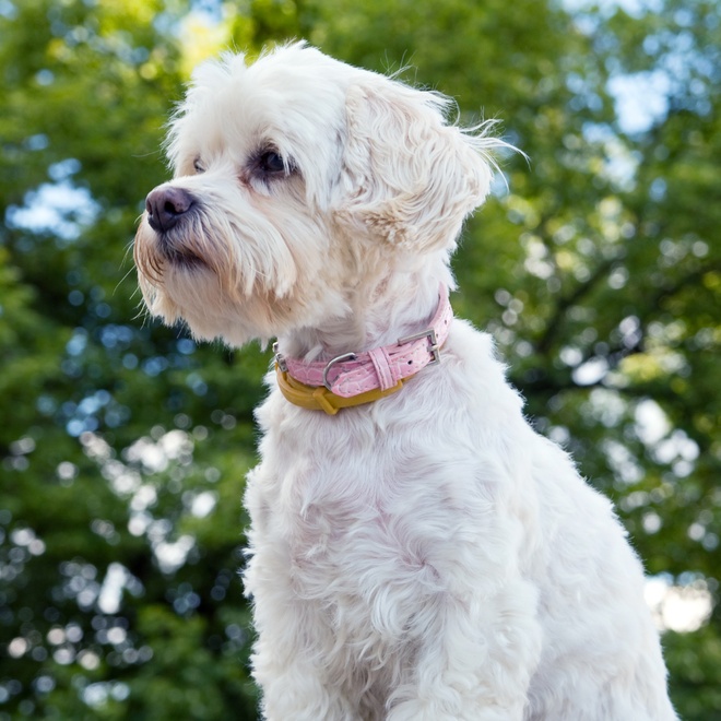 un bichon havanais qui regarde au loin