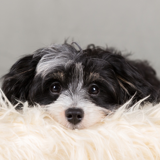 un bichon havanais la tête posée sur un coussin en plumes