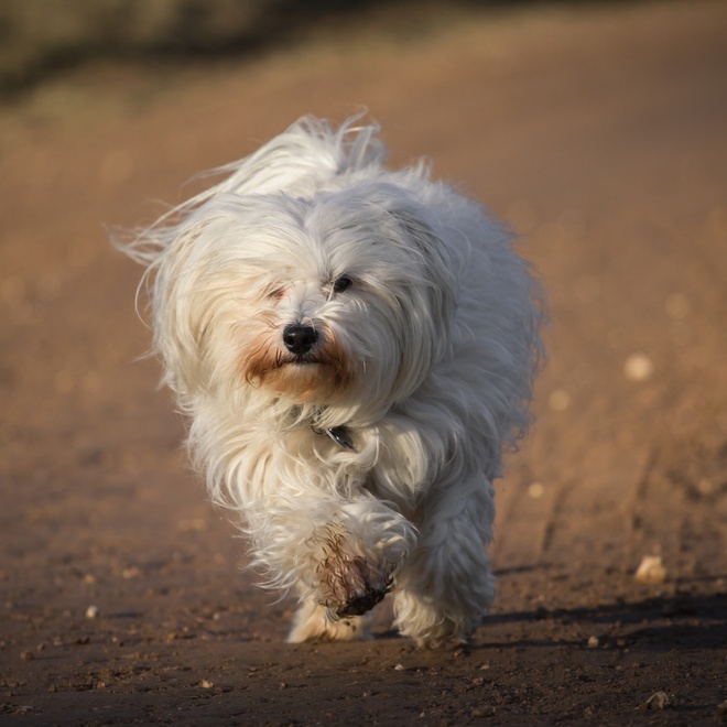 un bichon havanais qui court