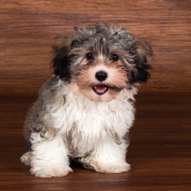 un bichon havanais posé