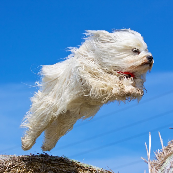 un bichon havanais qui saute en l'air