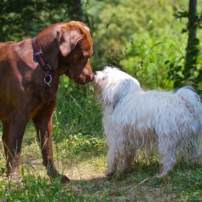 un bichon havanais affectueux envers un autre chien