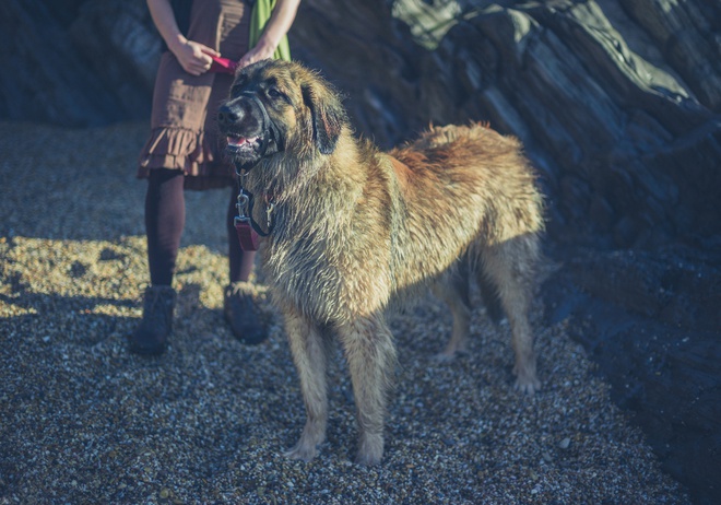 Massive breed outlet dog