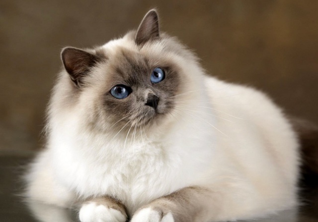 Un Birman blanc aux yeux bleus