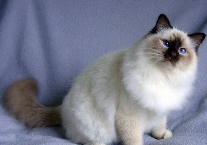 Un Birman colourpoint qui pose