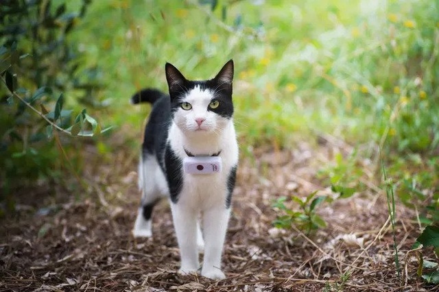 black and white cat with a GPS tracker on its collar
