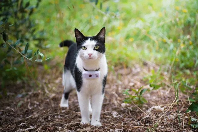 black and white cat with a GPS tracker on its collar
