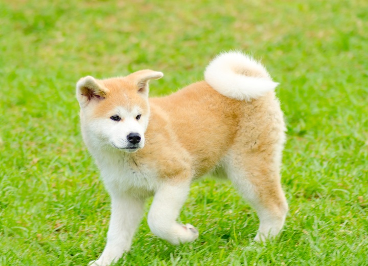 Ein Akita Inu, der im Gras läuft