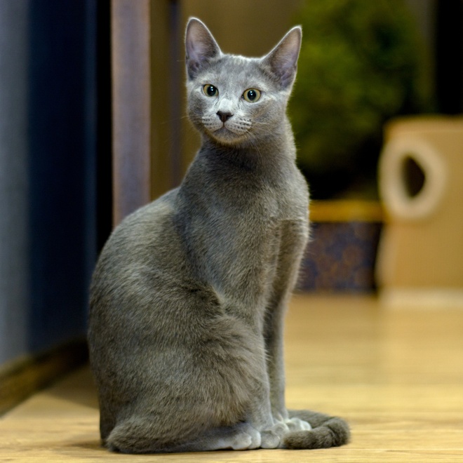A Russian Blue sitting on a parquet floor
