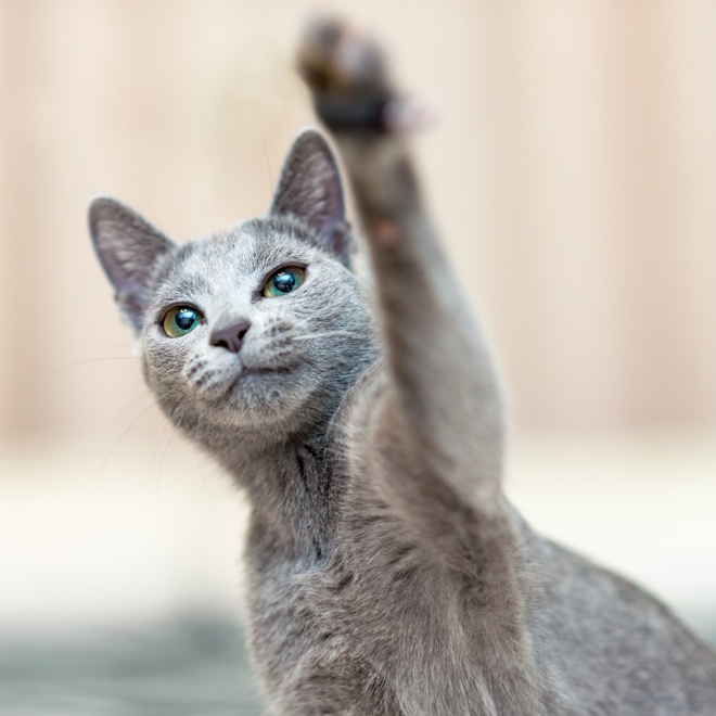 Russian Blue lifts a leg